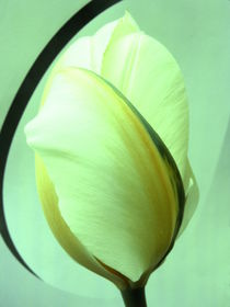 Tulpe by Birgit Knodt