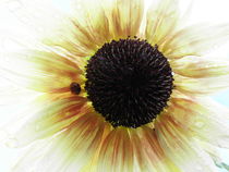 Sonnenblume von Birgit Knodt