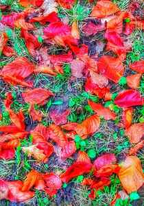 Autumn Glory von mimulux