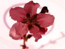 Pfirsichblüte von Birgit Knodt