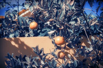 Tangerines In Tropical Garden by Tanya Kurushova