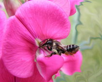 Biene in Platterbse von Birgit Knodt