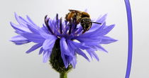 Kornblume mit Biene von Birgit Knodt