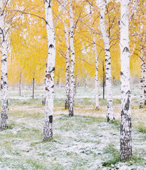 First Snow von Andrei Grigorev
