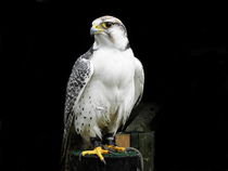 Weißer Falke von Birgit Knodt