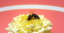 Tagetes mit Biene von Birgit Knodt