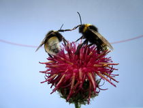 Purpur Flockenblume mit Erdhummeln von Birgit Knodt