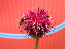 Purpur Flockenblume mit Schwebefliege von Birgit Knodt
