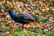 Blauer Pfau im Herbst by kattobello