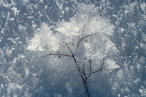Tender Branches In Embrace Of Ice Crystals von Eveline Toplak