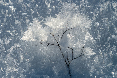 Img-9976-original-tender-branches-in-ice-crystal-embrace-beschnitten