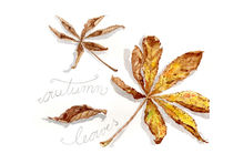 Autum leaves by Ulrike Berg