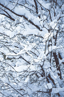 Winter Forest by Tanya Kurushova