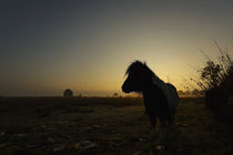 'Ponny im Nebel' von Uwe Hennig