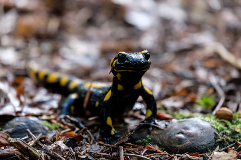 Salamander-1