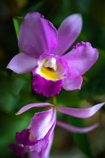 Cattleya Orchidee von Steffen Gierok