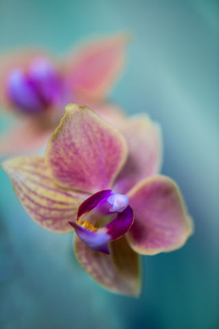 Orchidee4