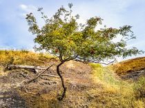 Vogelbeerbaum oder Eberesche, Sorbus aucuparia by ullrichg