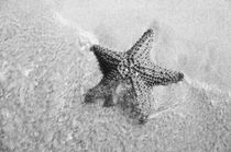 Starfish on Sandy Beach von Tanya Kurushova