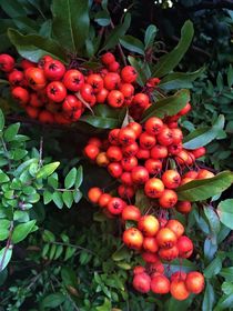 Pyracantha by giart