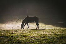 Pferd im Flutlicht by Renate Dohr