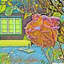Rose im Kleingarten by Egon Plandor