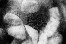 Teerose monochrom von Petra Dreiling-Schewe