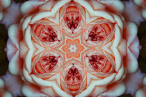 Pomegranate Mandala by CHRISTINE LAKE