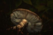 Pilz, dunkel von Manuela Haake