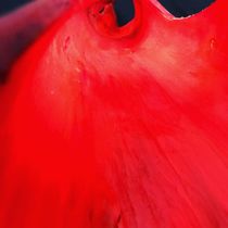 red beauty by Valentina Sullivan