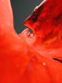 red beauty von Valentina Sullivan