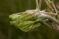 Heupferd Tettigonia cf. viridissima by Rainer Clemens Merk