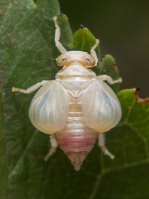 Käferzikade Agalmatium cf. flavescens