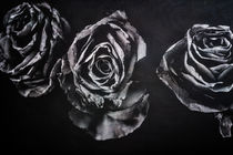 Rosen monochrom von Petra Dreiling-Schewe