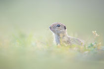 European ground squirrel by Dedu Adrian