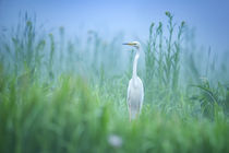 The great egret in Danube Delta von Dedu Adrian