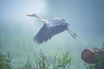 The grey heron, taking off, captured in flight