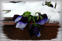 Pansy under snow by feiermar