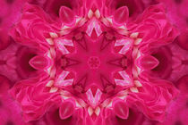 Sheer Pink by CHRISTINE LAKE
