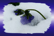 Purple pansy on the snow von feiermar