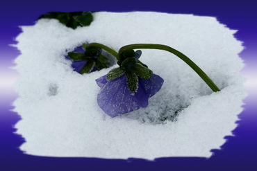 Purple-pansy-on-the-snow-bun