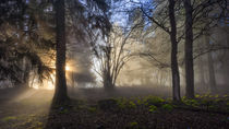 Golden Rays in the Forest von Peter Fröhlich