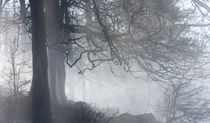Monochrome forest walk von Peter Fröhlich
