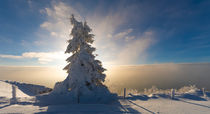 Snow Tree von Peter Fröhlich
