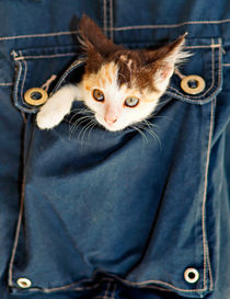 A small kitty inside a pocket by Constantinos Iliopoulos