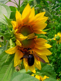 Sunflower-bee-artflakes-size