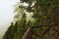 Nebelwald von Iris Heuer