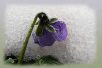 Pansy in snow by feiermar