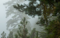 Nebelwald von Iris Heuer