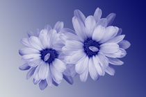 twisted blue petals von feiermar